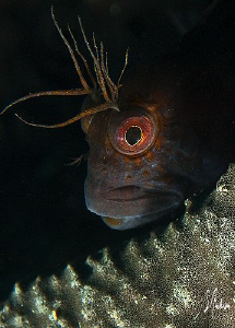 This closeup of a Blenny was taken at Blue Heron Bridge o... by Steven Anderson 